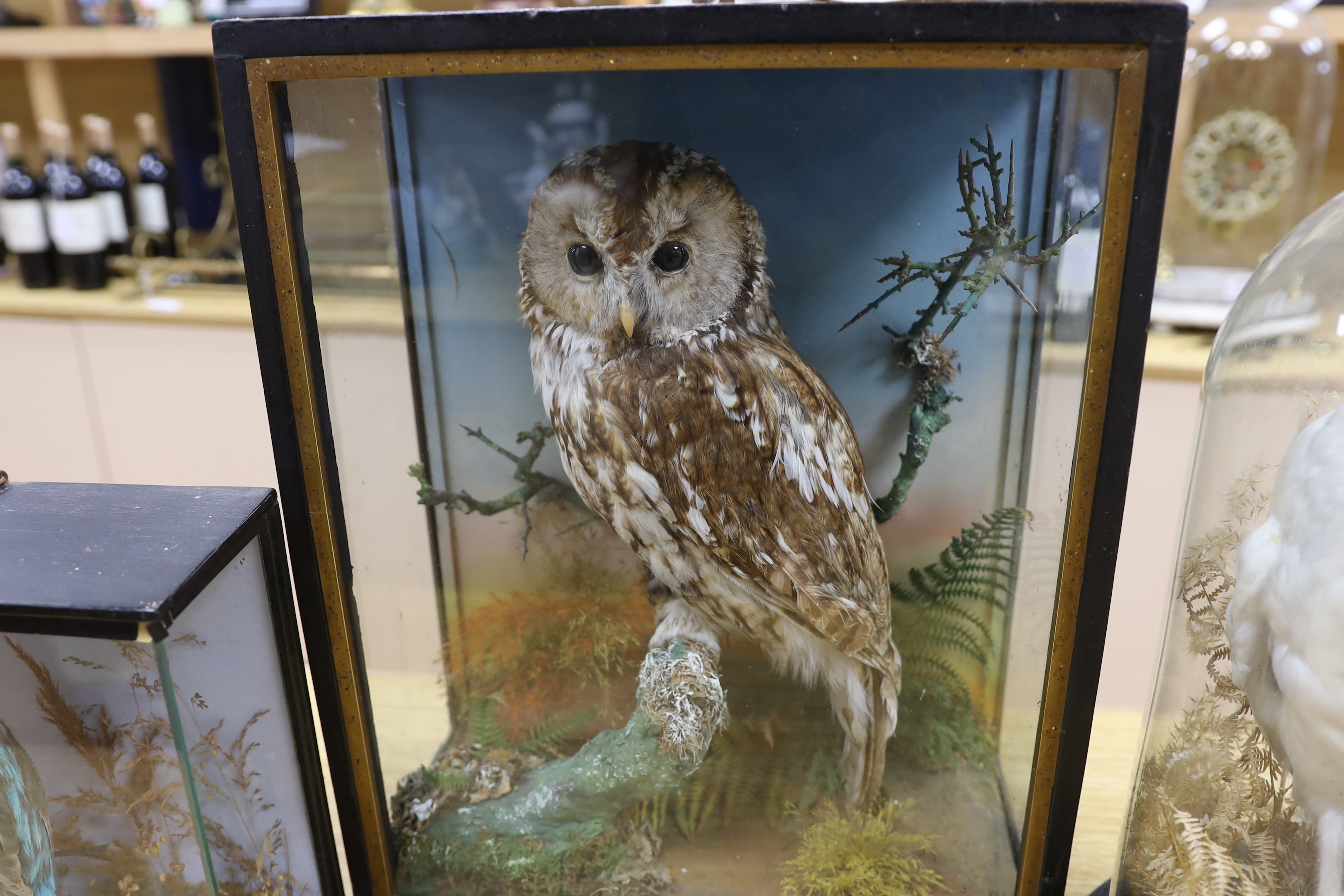 Three taxidermy displays comprising Tawny and Snowy owls and a Kingfisher, largest 46cm high